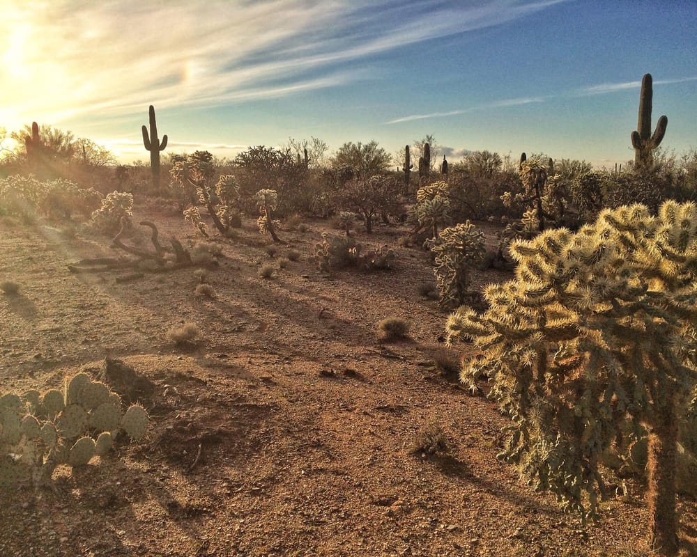 The desert life is beautiful - image 5 - student project