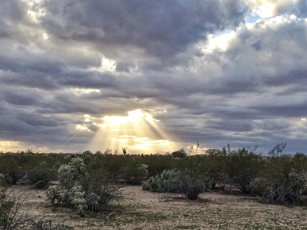 The desert life is beautiful - image 4 - student project