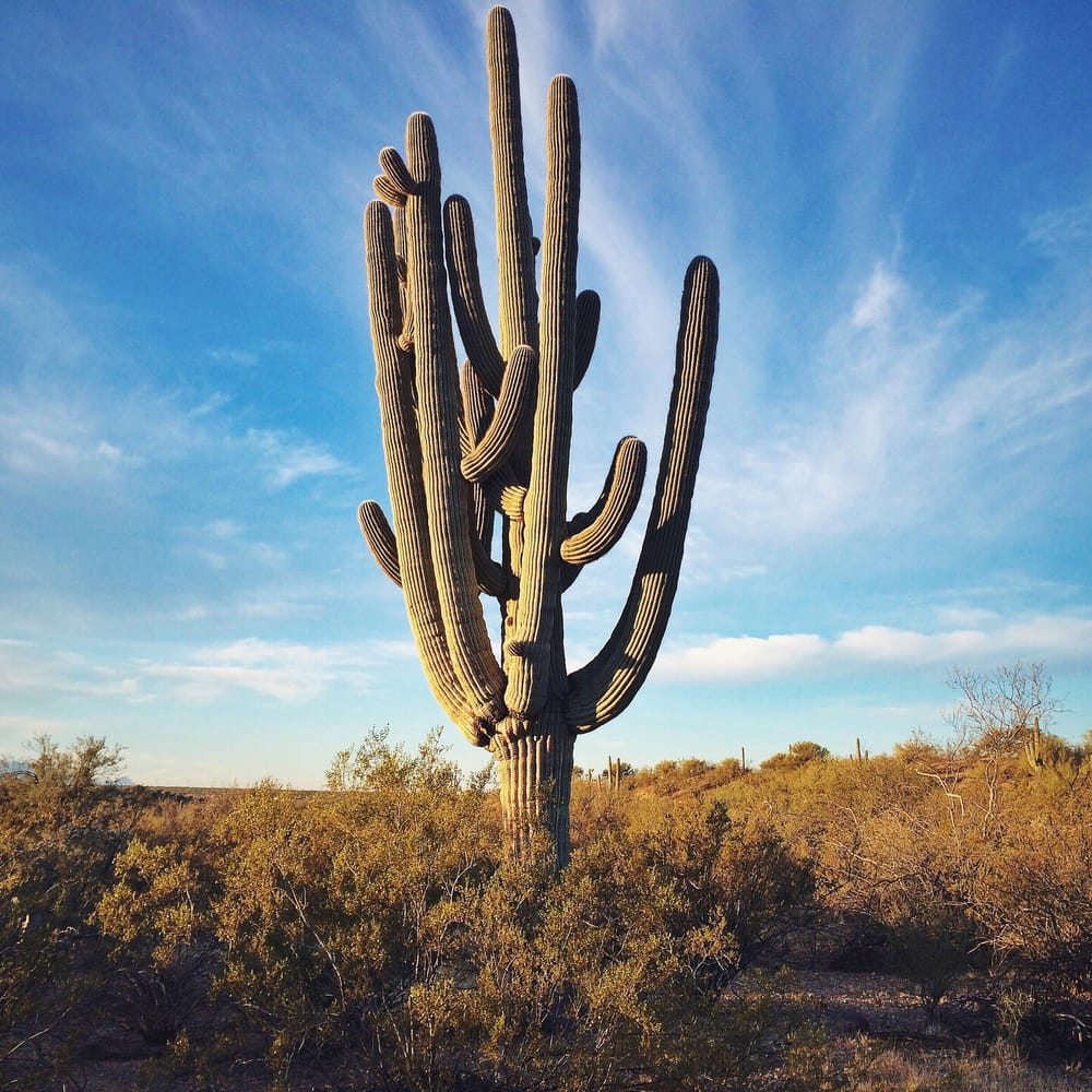 The desert life is beautiful - image 3 - student project