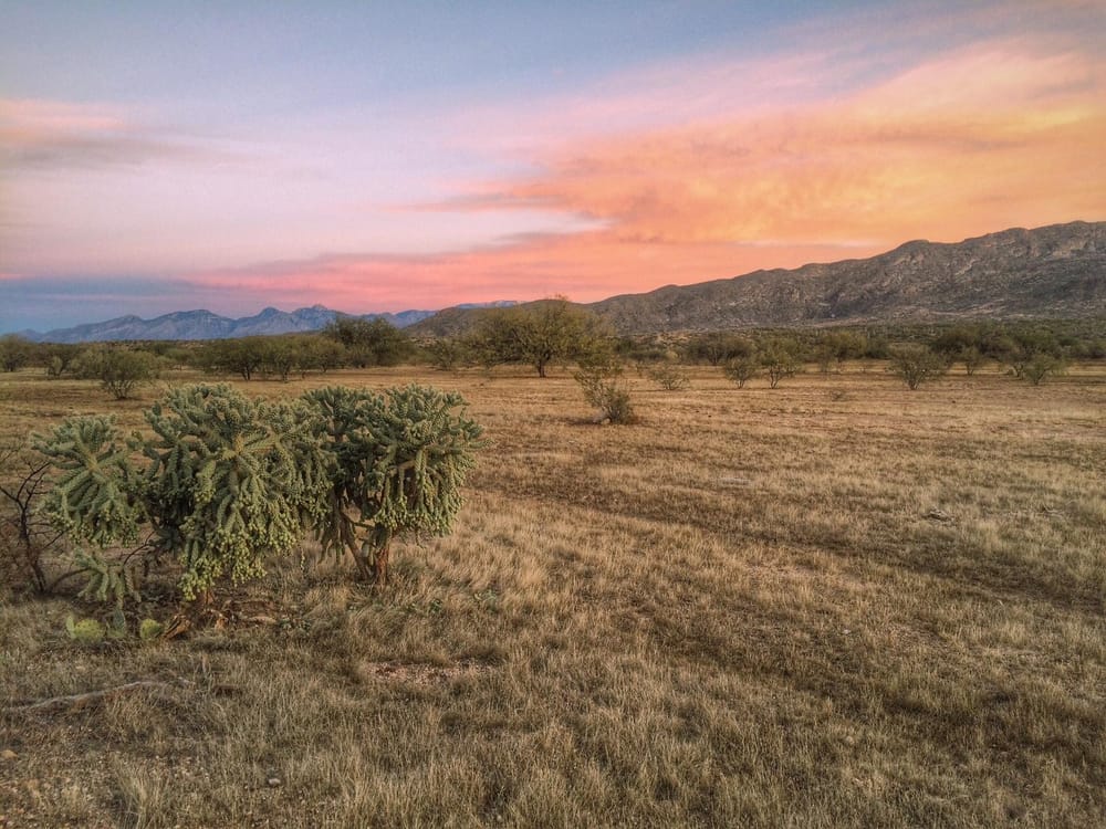 The desert life is beautiful - image 2 - student project