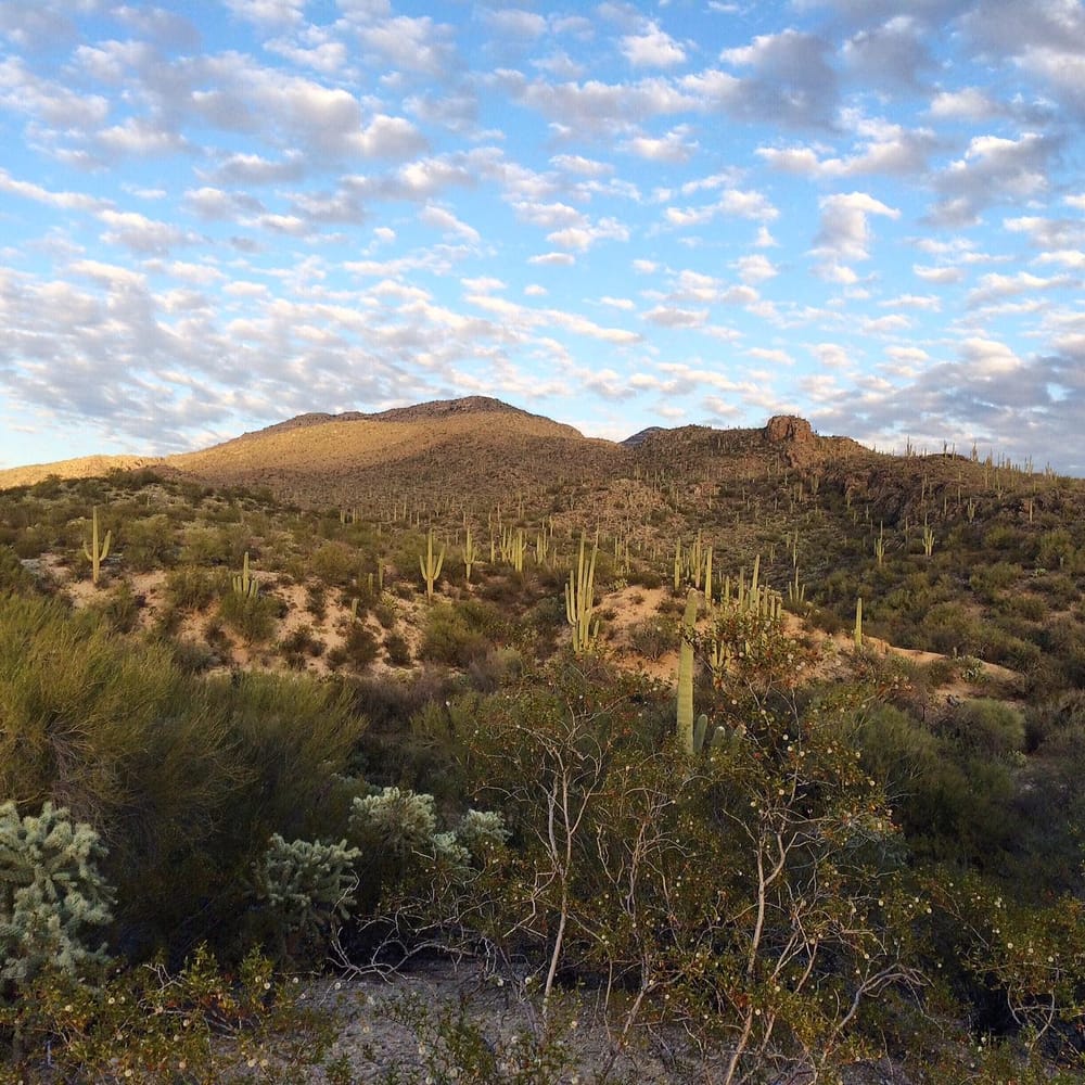 The desert life is beautiful - image 1 - student project