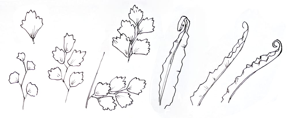 Hype About Hydrangeas - image 1 - student project