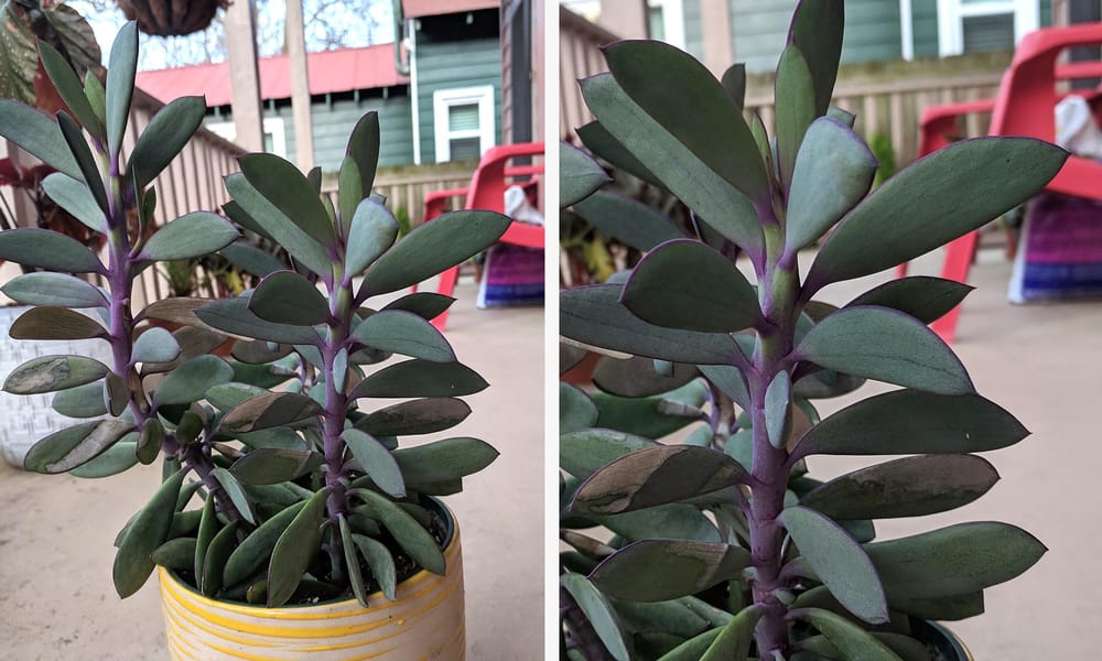 Penless Cacti and Succulents! - image 2 - student project