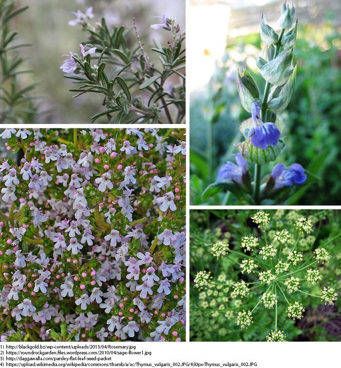 Herbs in Bloom - image 1 - student project