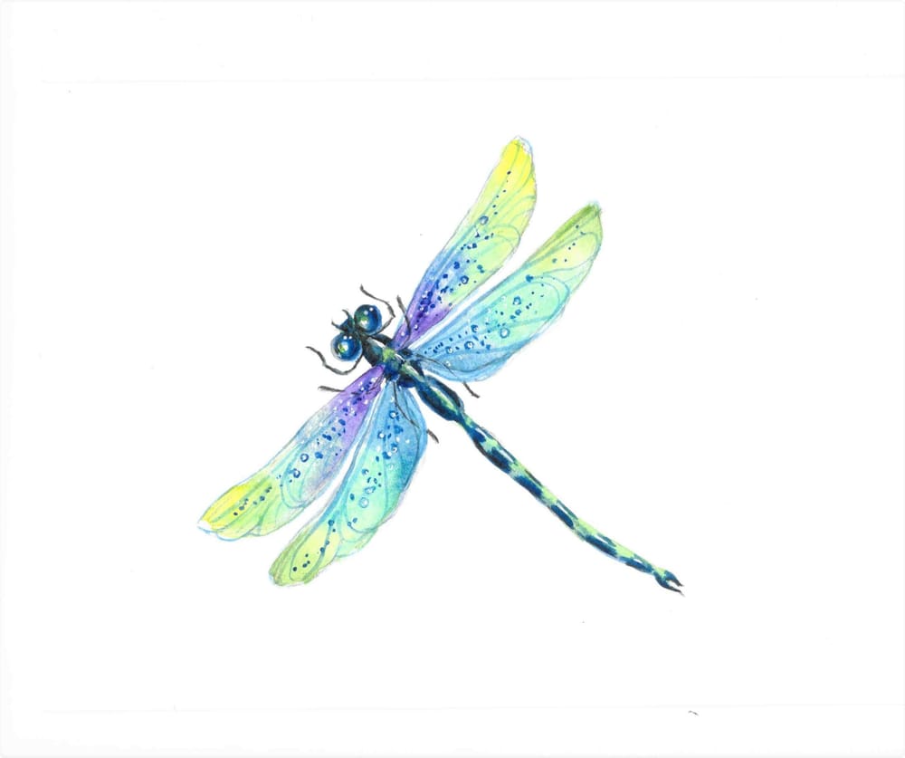 Watercolor Dragonfly - image 1 - student project