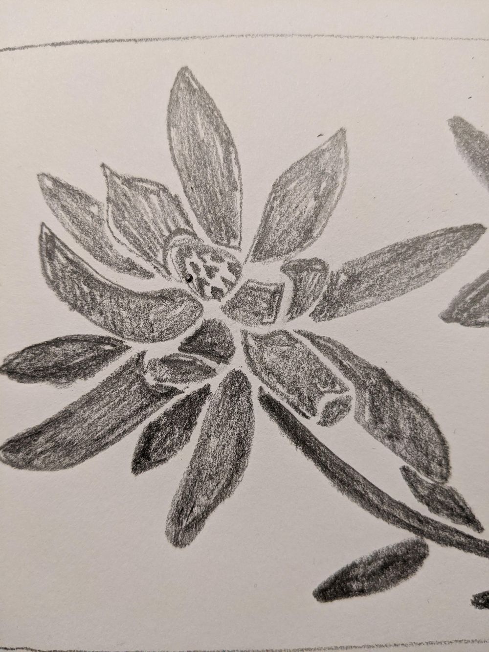 Leucadendron - image 1 - student project