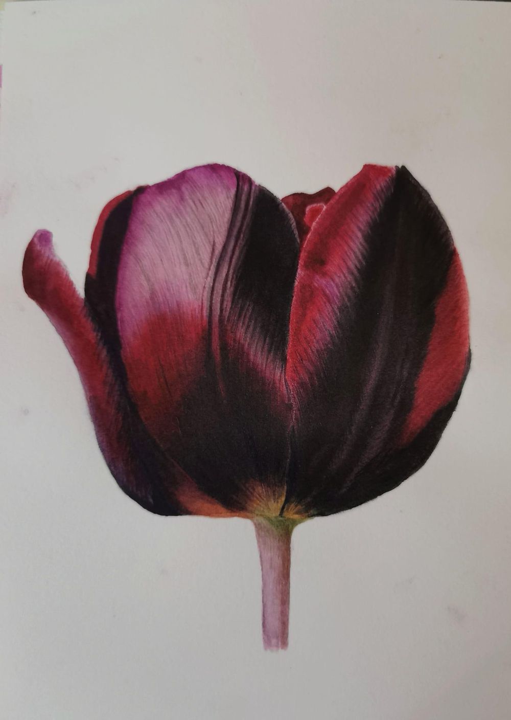 Tulip - image 1 - student project