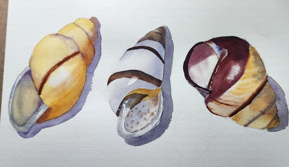 Seashells - image 1 - student project
