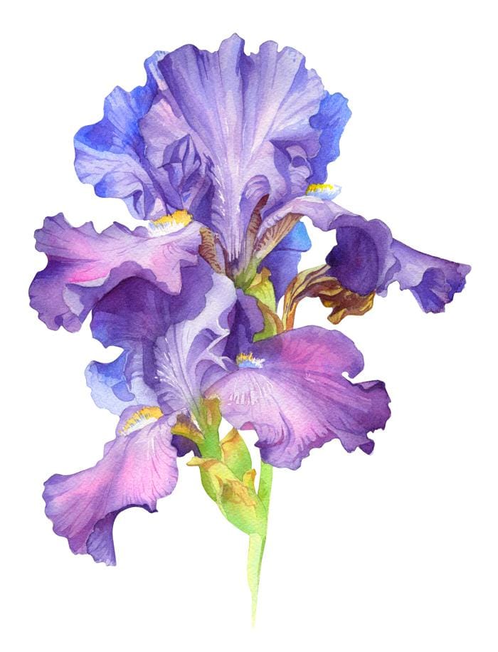 Watercolor Iris: Pro Techniques Explained - image 1 - student project