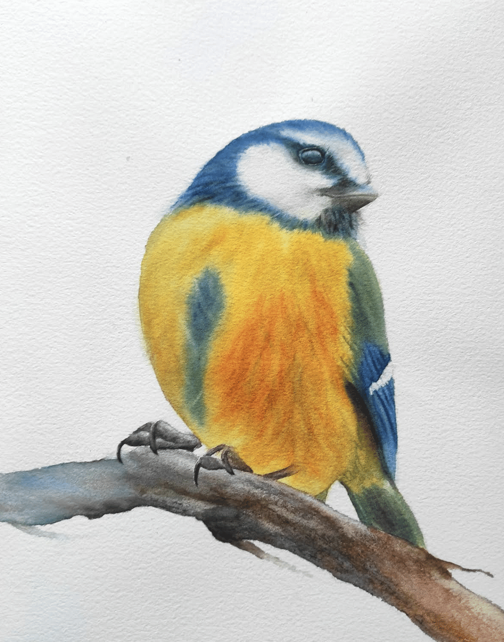 Bird class - image 5 - student project