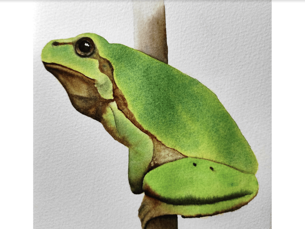 Tree Frog - image 1 - student project