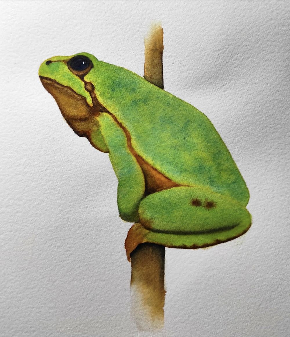 Tree Frog - image 2 - student project