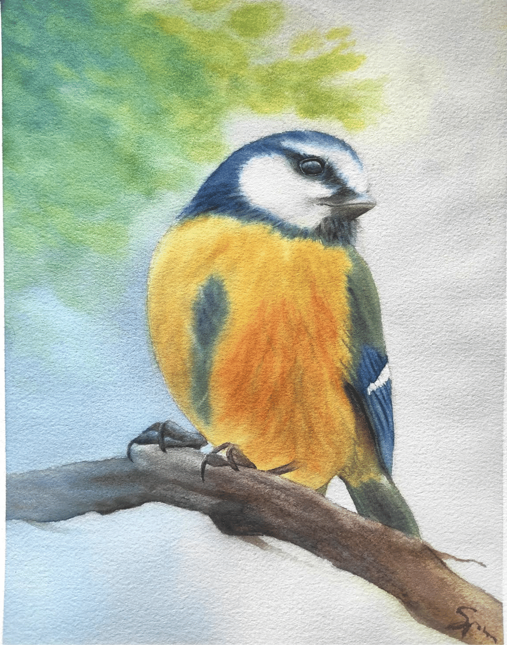 Bird class - image 4 - student project