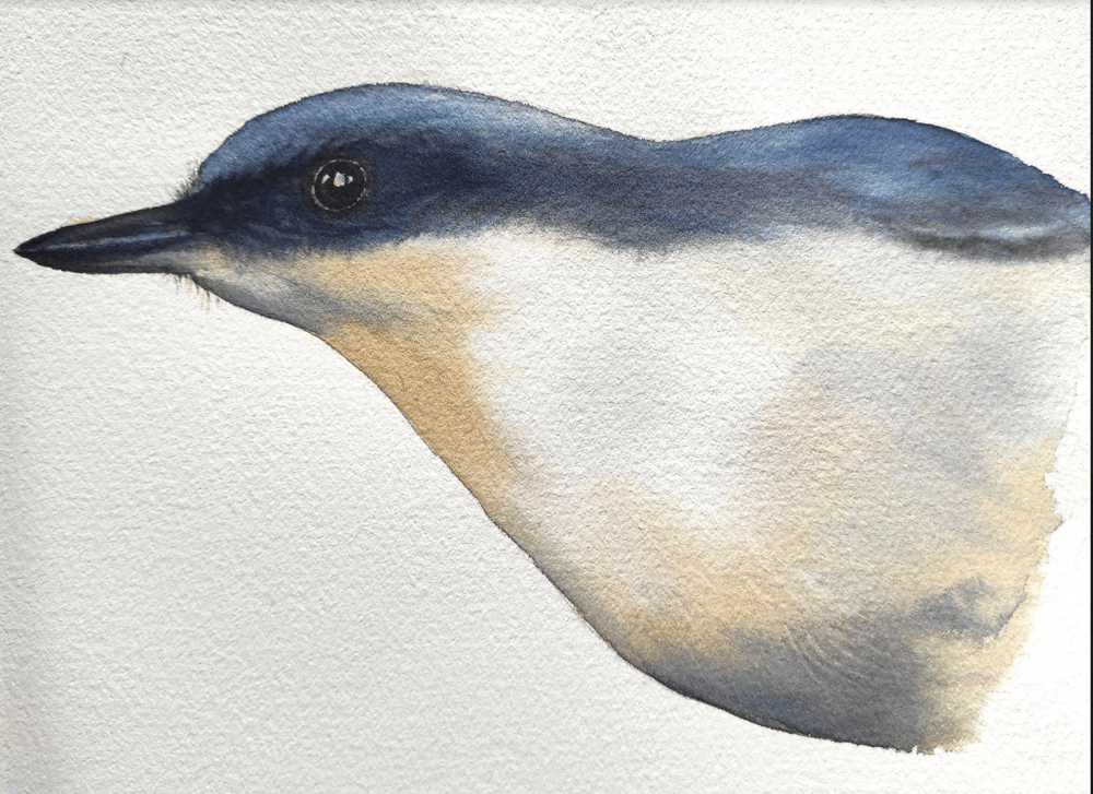 Bird class - image 1 - student project