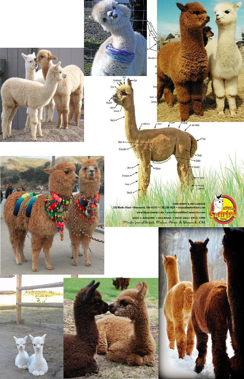 Alpaca - image 1 - student project