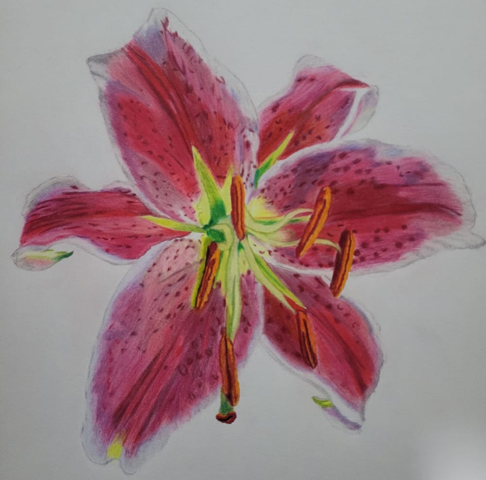 Lirio - image 1 - student project