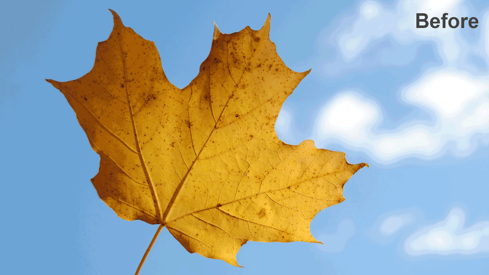 My Leaf Isolated from the Background (Sample Project) - image 4 - student project