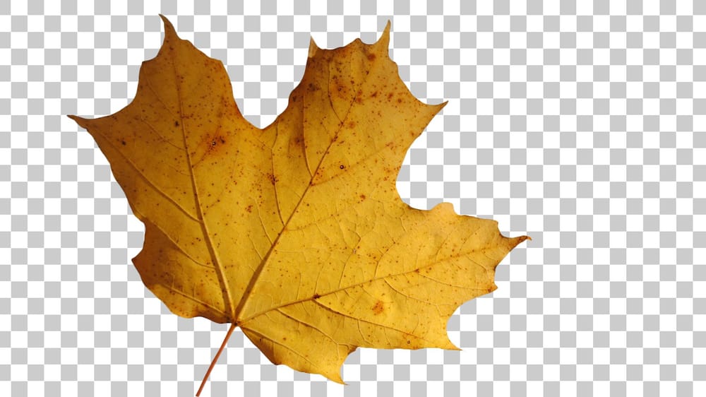 My Leaf Isolated from the Background (Sample Project) - image 2 - student project