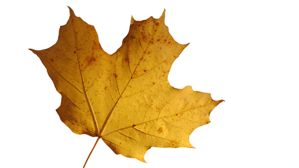 My Leaf Isolated from the Background (Sample Project) - image 3 - student project