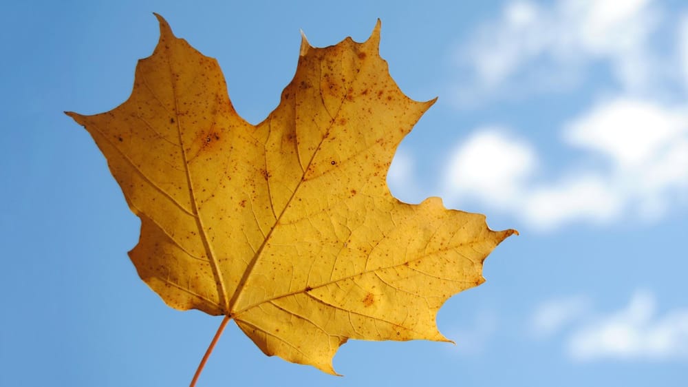 My Leaf Isolated from the Background (Sample Project) - image 1 - student project