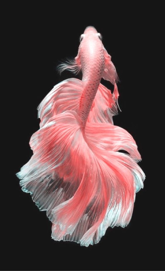 Beta Fish Inspired Mermaid! - image 1 - student project