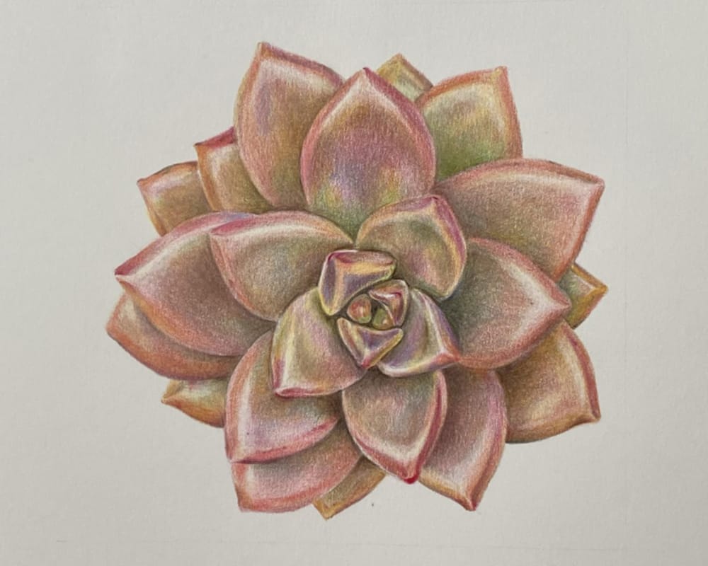 Colored pencil succulent - image 2 - student project