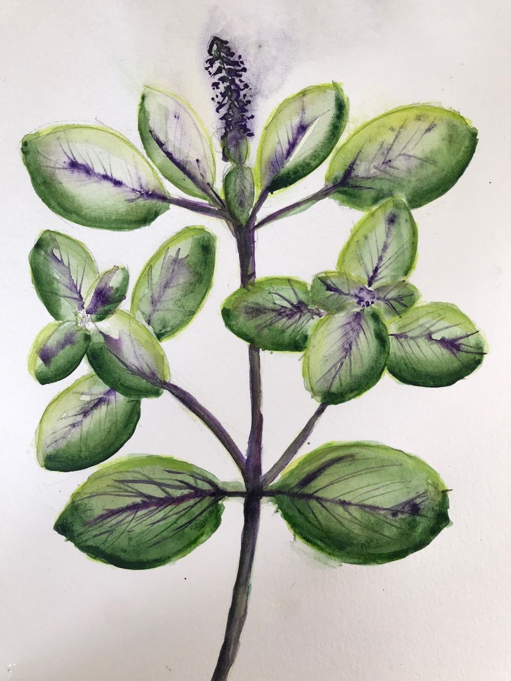 Magic Blue Basil - image 1 - student project