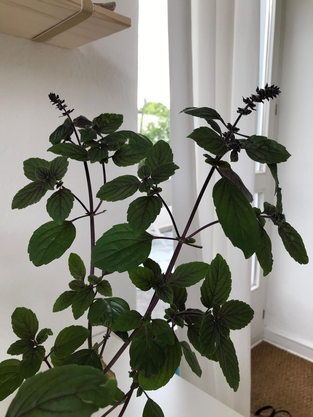 Magic Blue Basil - image 2 - student project