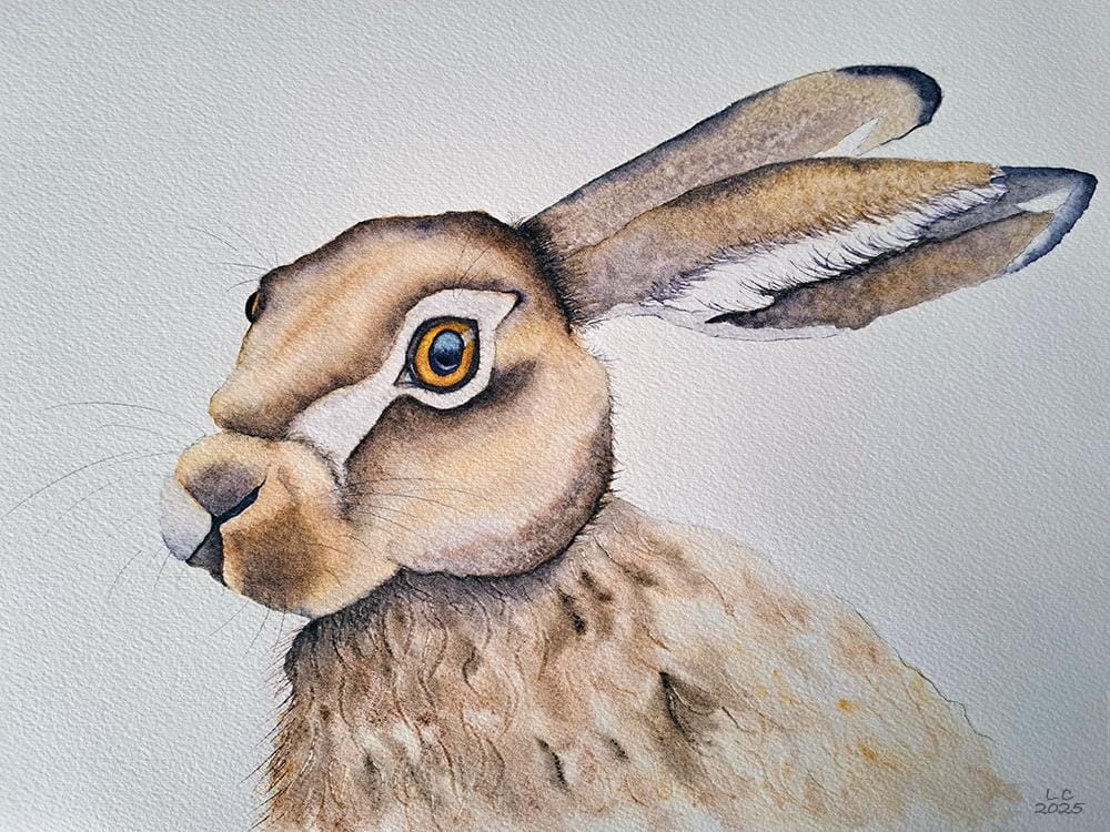 Hoppity Hare - image 1 - student project