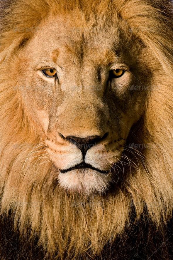 The Lion's Mane - image 4 - student project