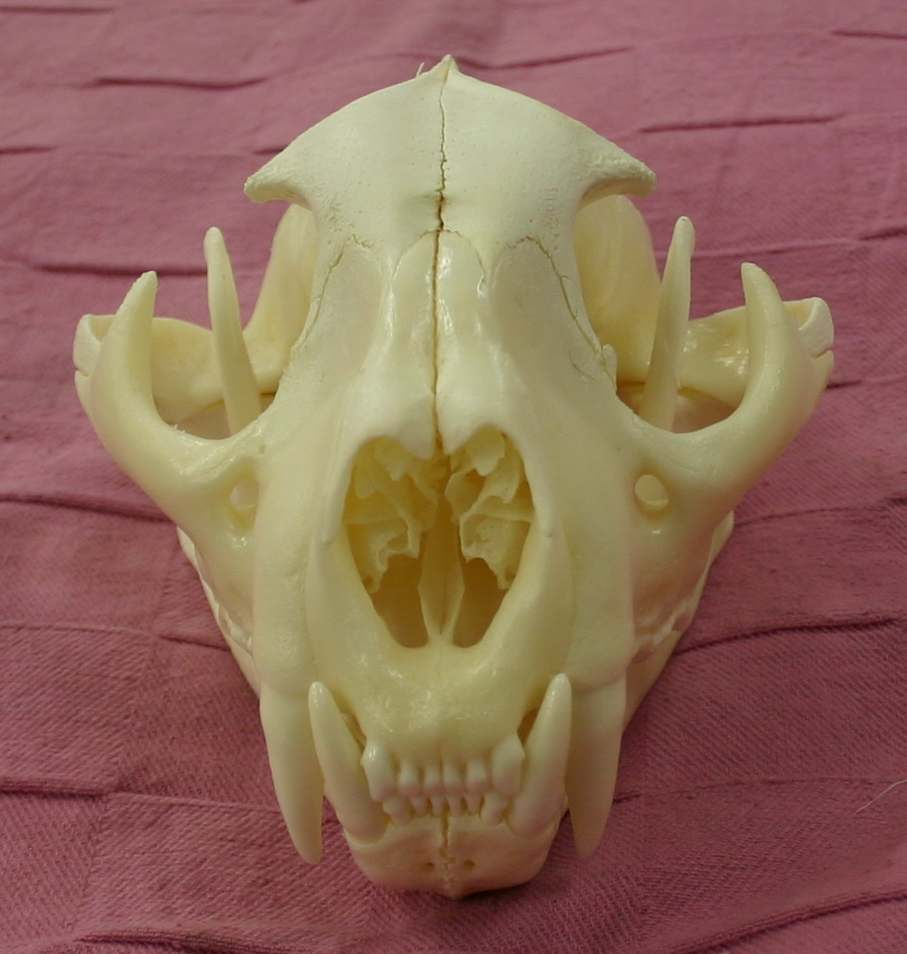 The Lion's Mane - image 3 - student project