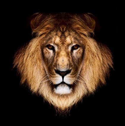 The Lion's Mane - image 2 - student project
