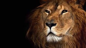 The Lion's Mane - image 1 - student project
