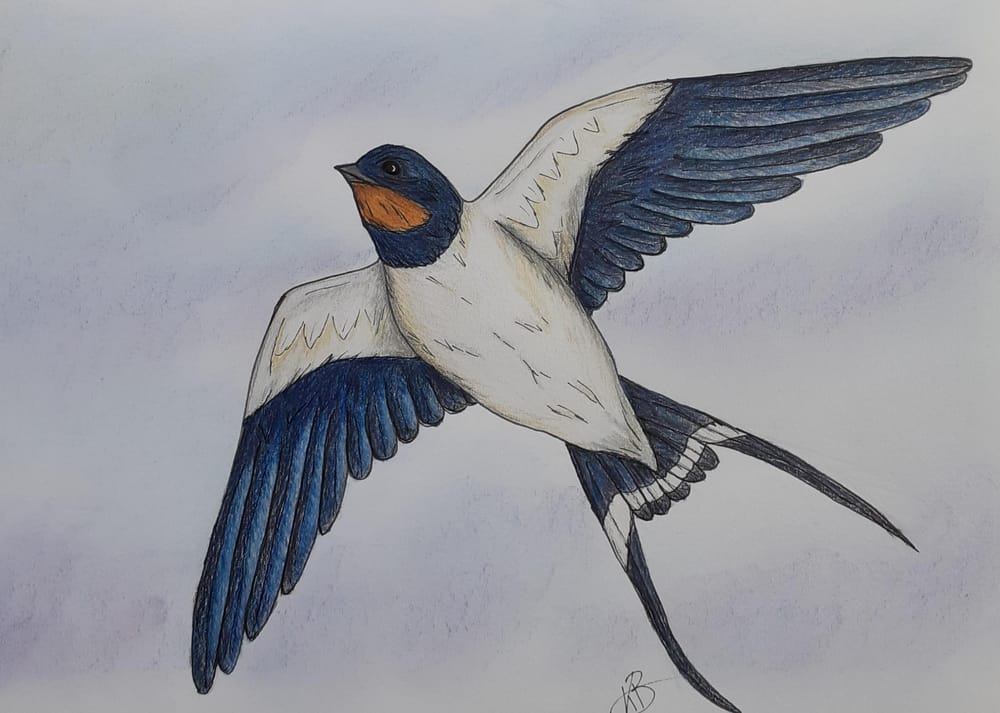 Swallow - image 1 - student project