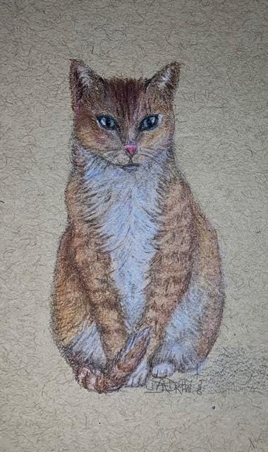 Color Pencil Cat - image 1 - student project