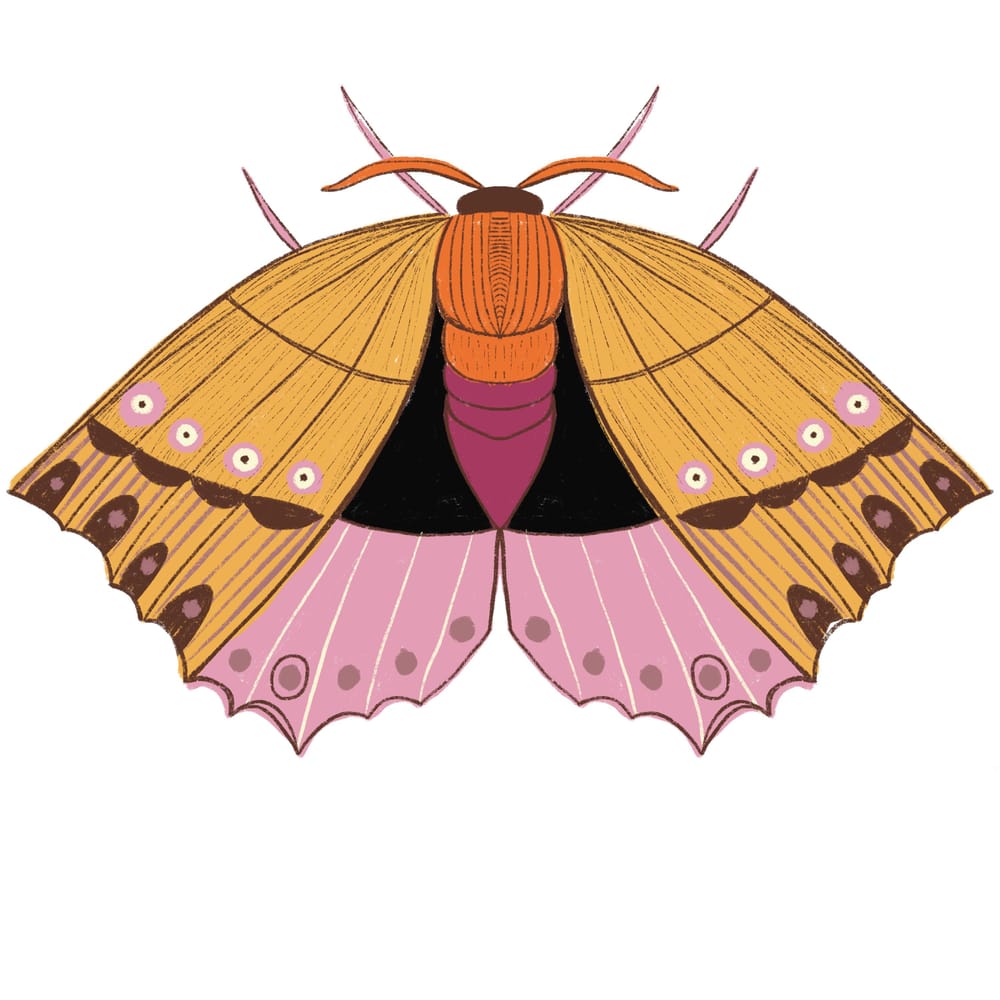 Butterflies and moths - image 2 - student project