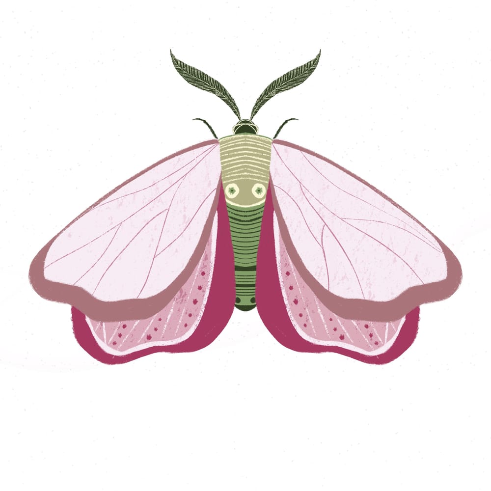 Butterflies and moths - image 3 - student project