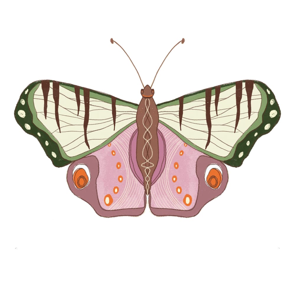 Butterflies and moths - image 5 - student project