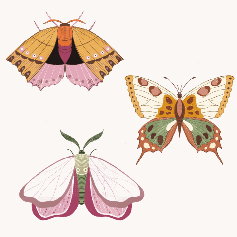 Butterflies and moths - image 1 - student project