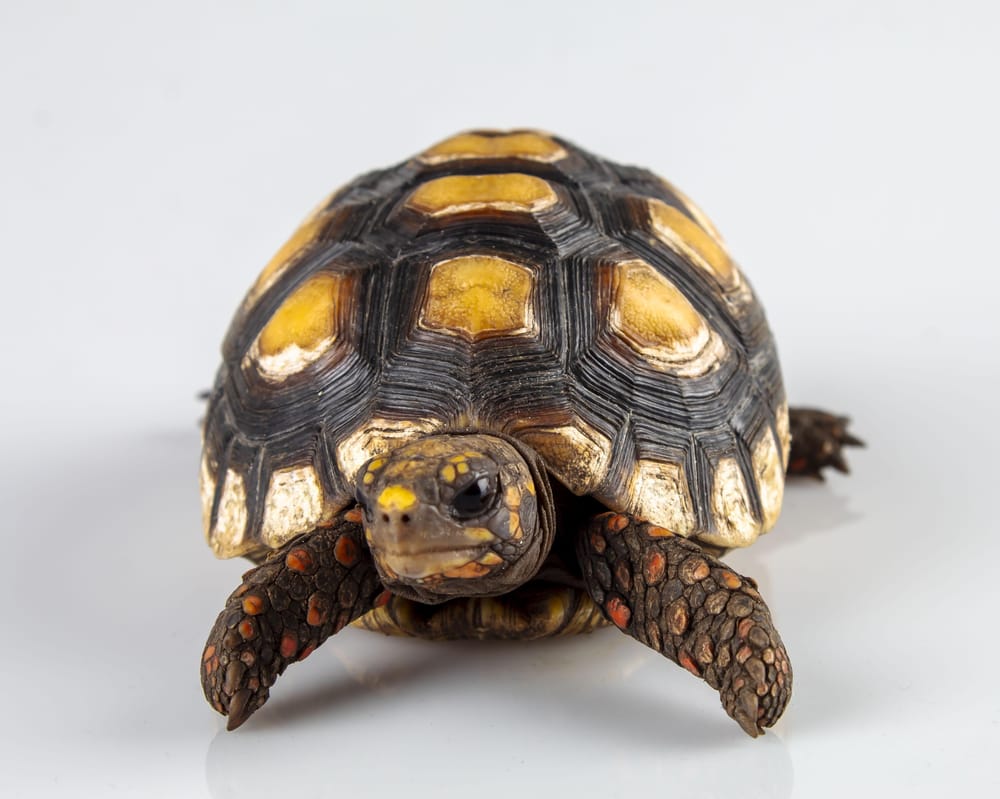 My Tortoise - image 1 - student project