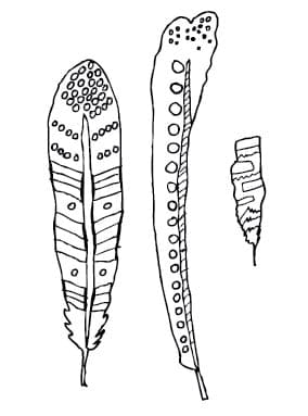 Feathers - image 1 - student project