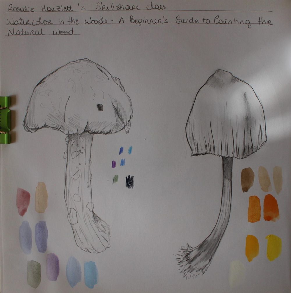 Watercolour Wild Mushrooms - image 1 - student project