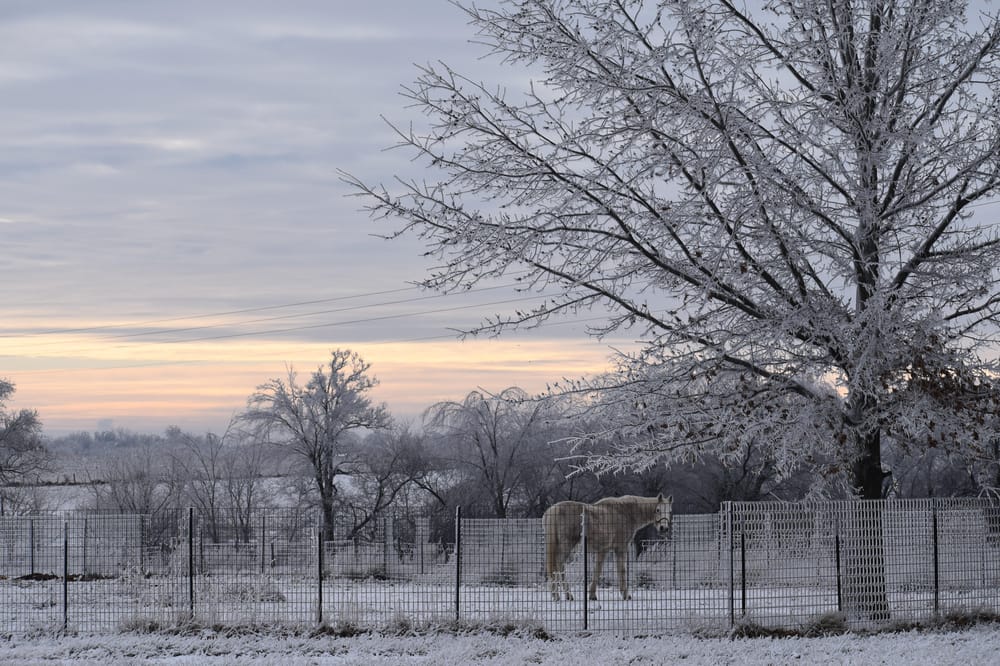 Horse with Sunrise - image 1 - student project