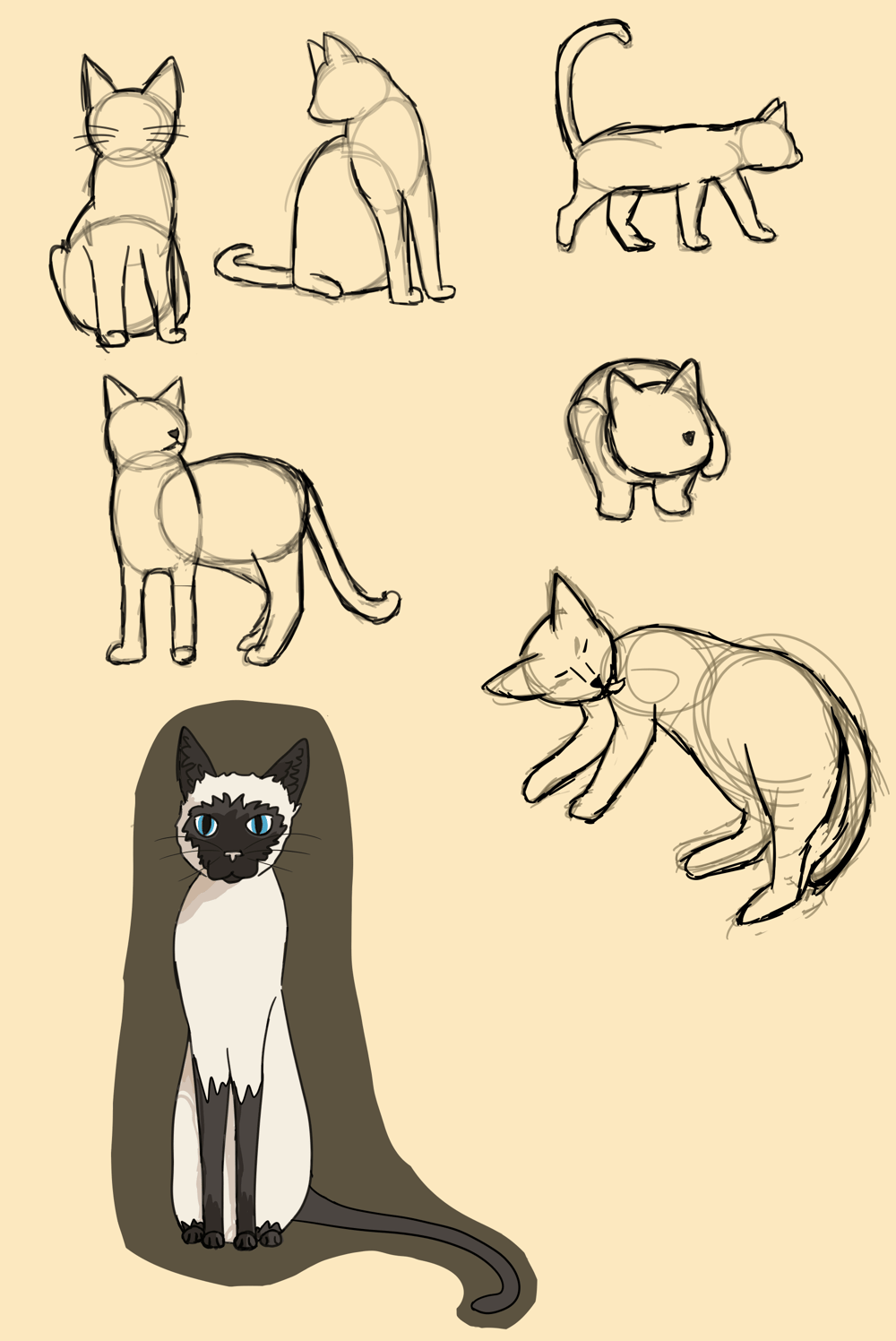 Cat sketching | Skillshare Student Project