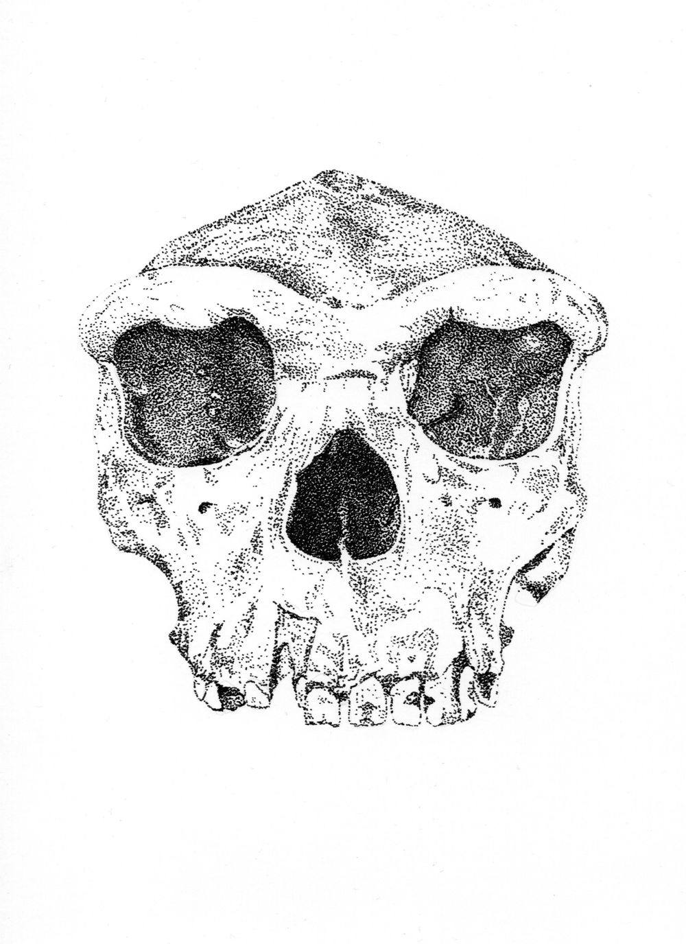 Homo heidelbergensis - image 1 - student project