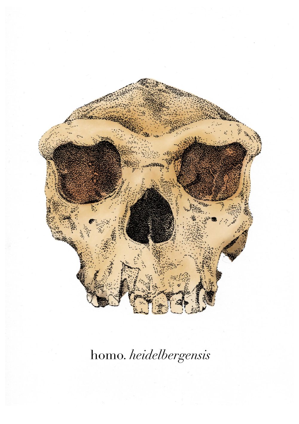 Homo heidelbergensis - image 2 - student project
