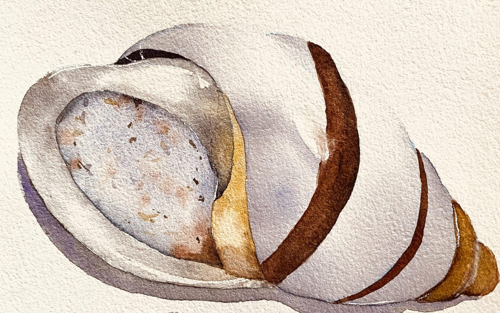 Watercolour shells - image 1 - student project