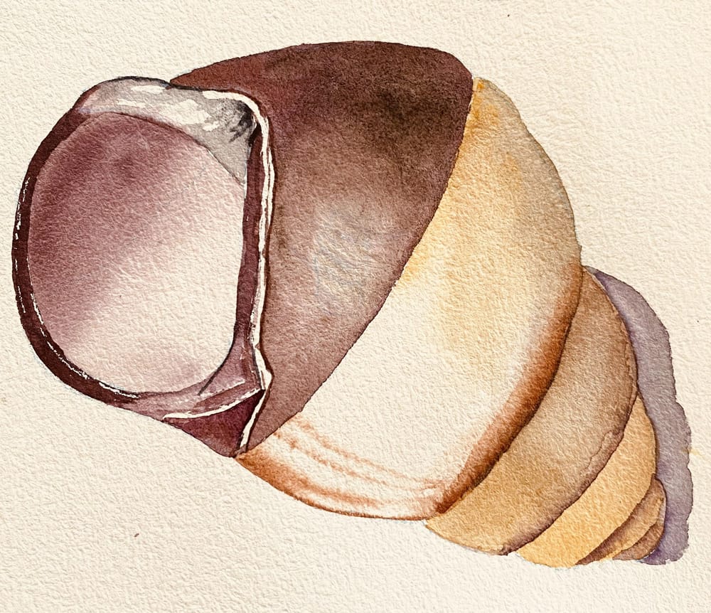 Watercolour shells - image 3 - student project