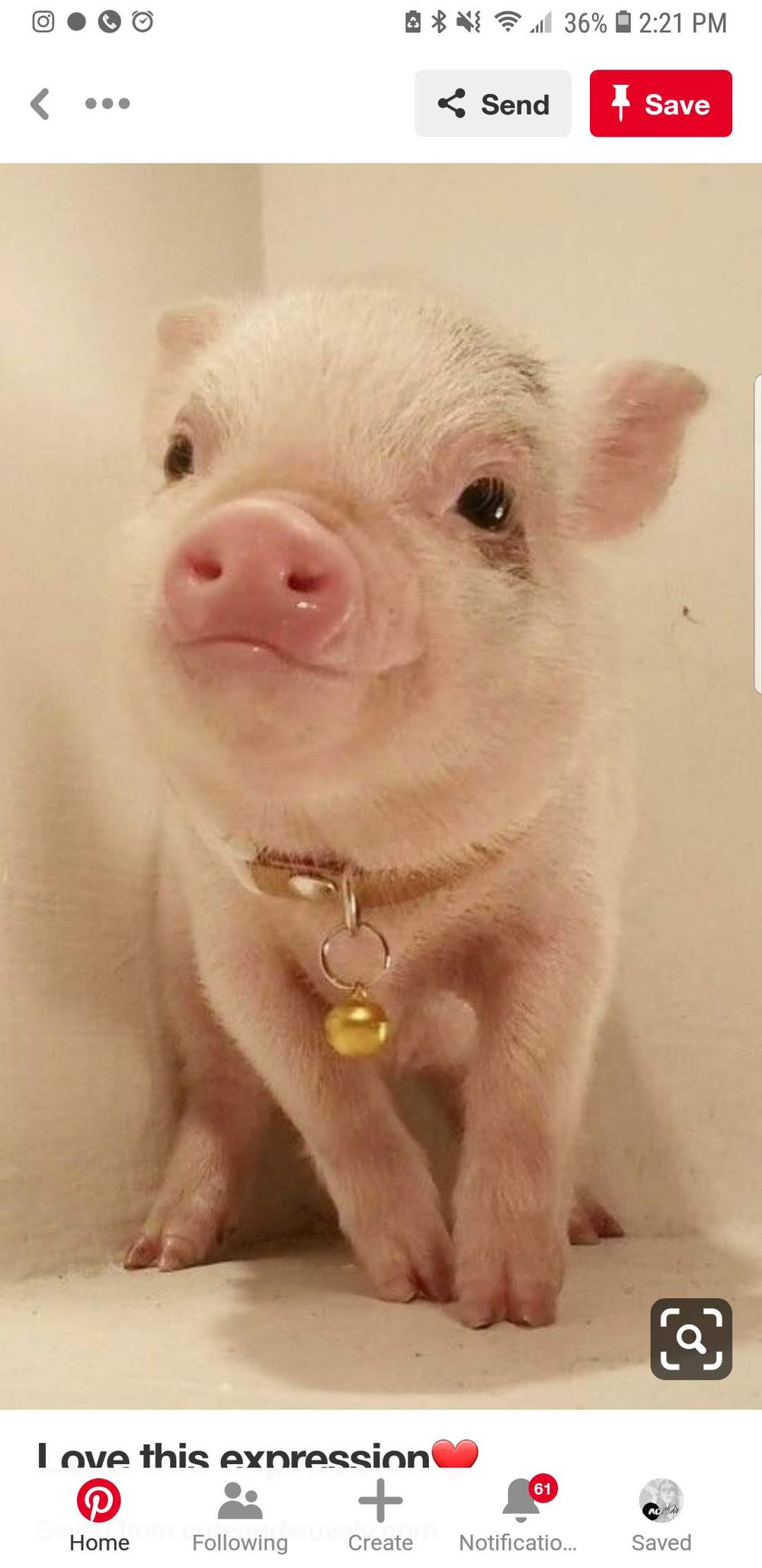 Lunar New Year Mini Pig for Journal - image 1 - student project