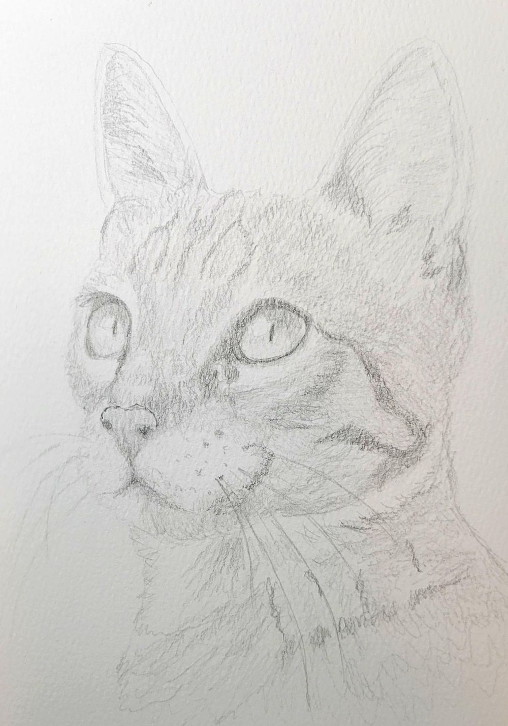 cat 3rd attempt - image 1 - student project